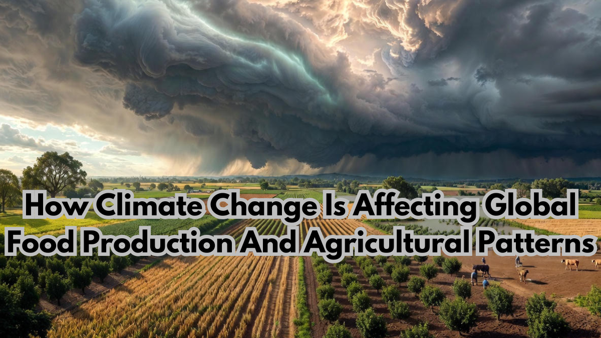How Climate Change Is Affecting Global Food Production And Agricultural Patterns